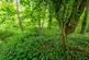 Coppice at Horwood