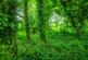 Coppice at Horwood photo 5