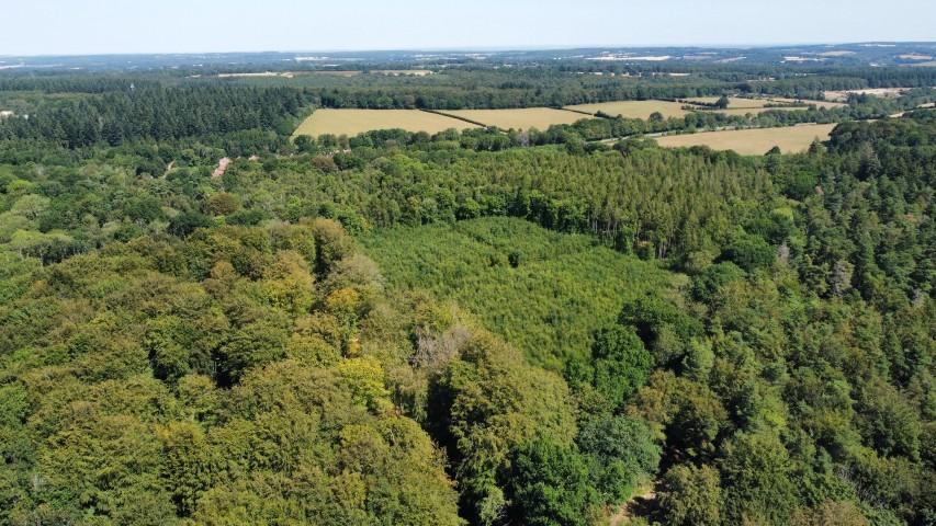 Weathermore Copse, Four Marks, Nr Alton, Hampshire GU34 31.81 Acres (12.87 Ha)