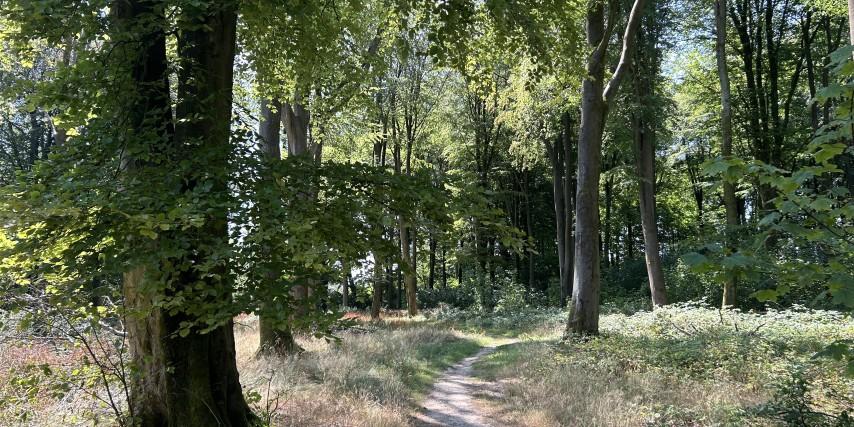 Weathermore Copse, Four Marks, Nr Alton, Hampshire GU34 31.81 Acres (12.87 Ha) - View 2