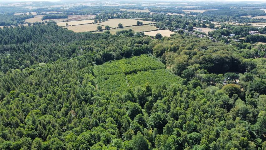 Weathermore Copse, Four Marks, Nr Alton, Hampshire GU34 31.81 Acres (12.87 Ha) - View 3