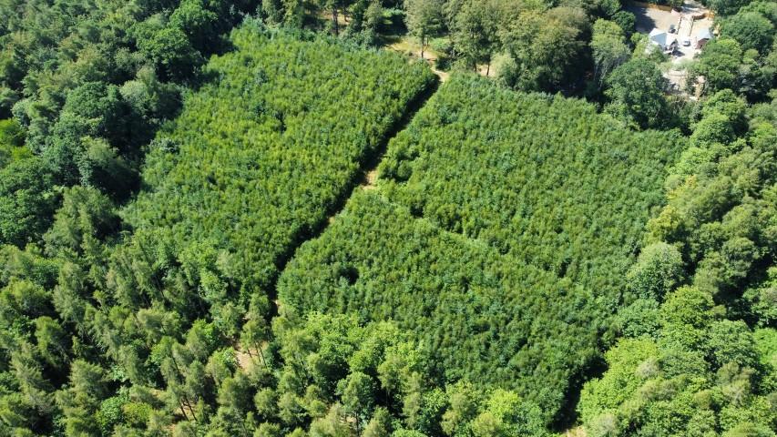 Weathermore Copse, Four Marks, Nr Alton, Hampshire GU34 31.81 Acres (12.87 Ha) - View 4