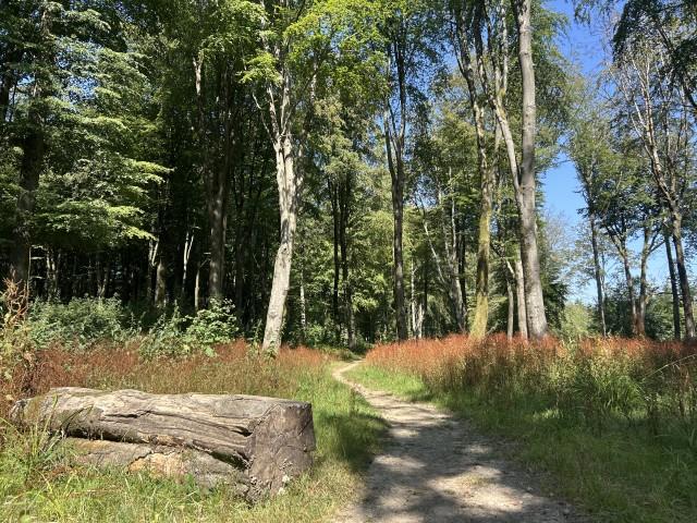 Weathermore Copse, Four Marks, Nr Alton, Hampshire GU34 31.81 Acres (12.87 Ha) - View 5