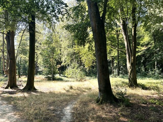 Weathermore Copse, Four Marks, Nr Alton, Hampshire GU34 31.81 Acres (12.87 Ha) - More