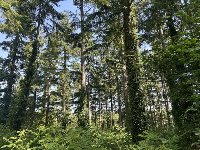 Holbeam Wood, Newton Abbot, Devon TQ12 21.49 Acres (8.69 Ha) - View 2