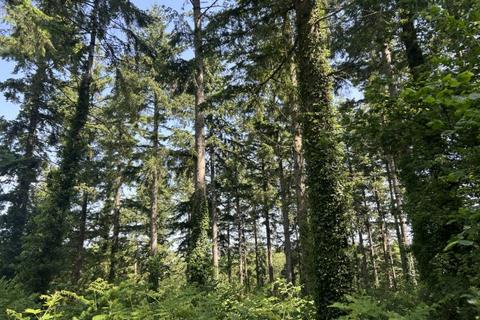 Woodland for sale, Holbeam Wood, Newton Abbot, Devon TQ12 21.49 Acres (8.69 Ha)