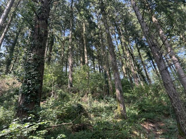 Holbeam Wood, Newton Abbot, Devon TQ12 21.49 Acres (8.69 Ha) - View 5
