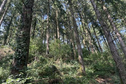 Woodland for sale, Holbeam Wood, Newton Abbot, Devon TQ12 21.49 Acres (8.69 Ha)