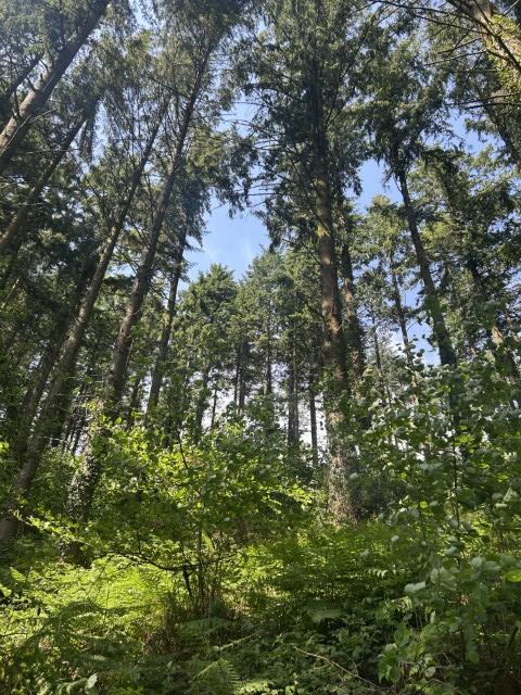 Holbeam Wood, Newton Abbot, Devon TQ12 21.49 Acres (8.69 Ha) - More
