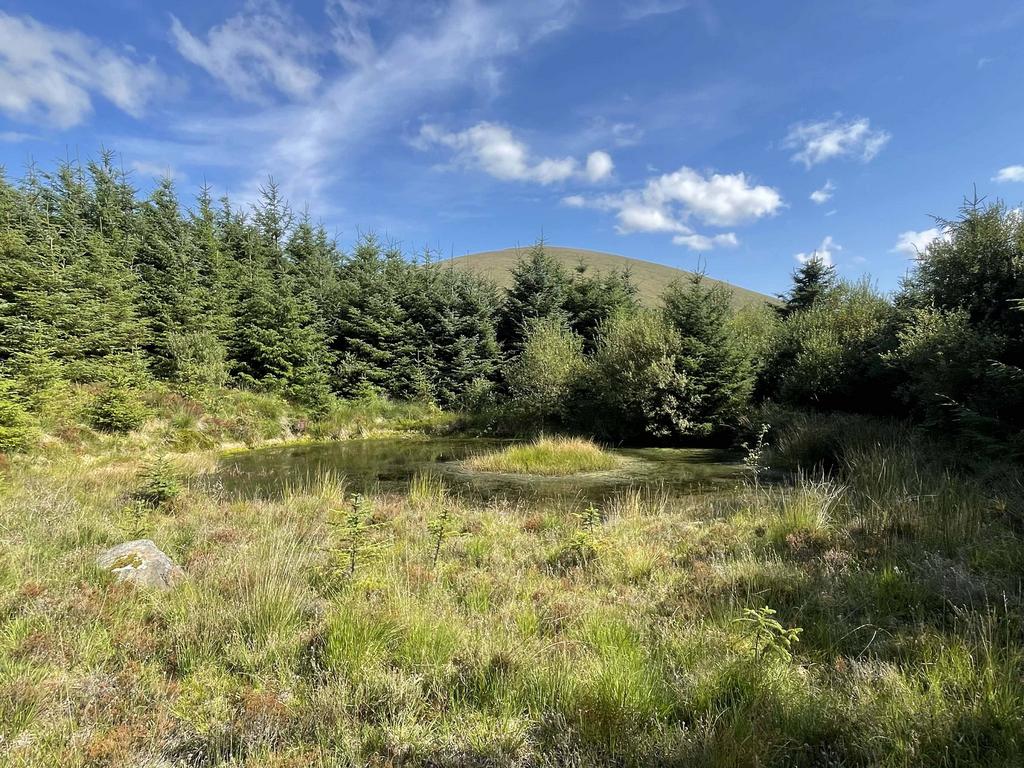 Coed y Bedw, Waunfawr, nr Caernarfon, Gwynedd LL55
