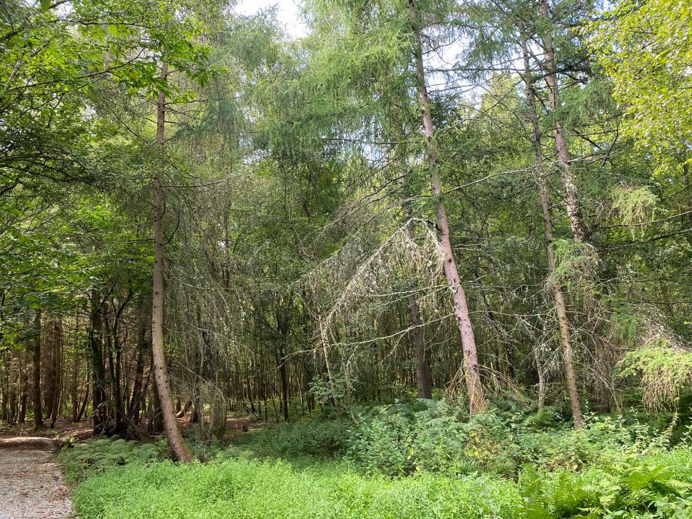 (Four and a half acres), Lamberhurst, near Tunbridge Wells, Kent TN3 - View 3