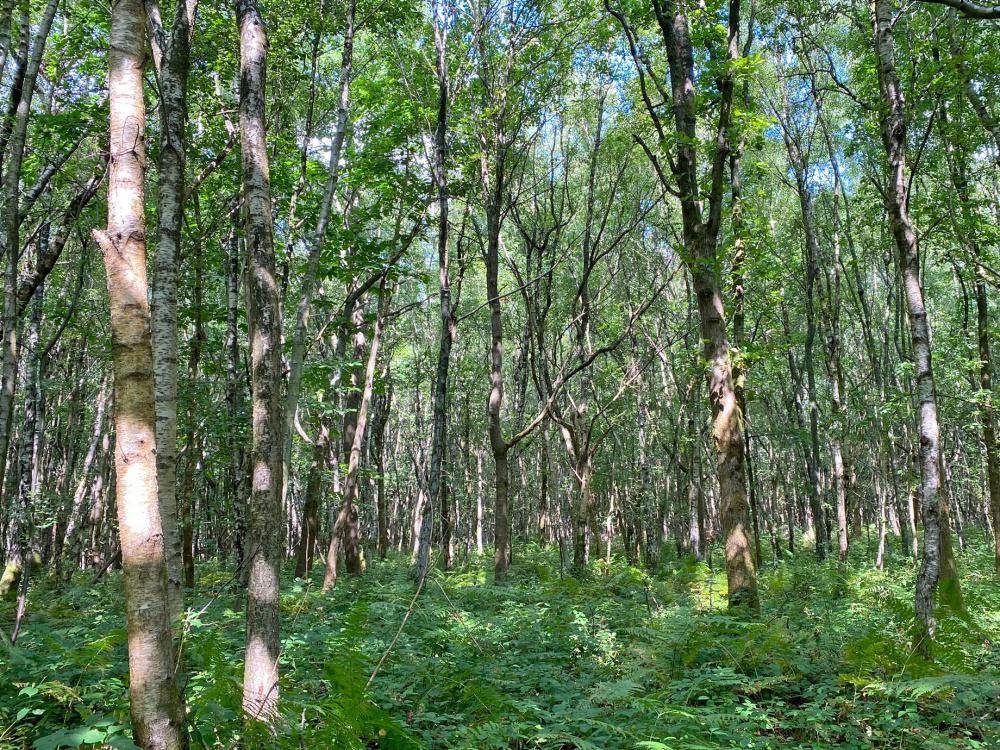 (Four and a half acres), Lamberhurst, near Tunbridge Wells, Kent TN3 - View 5