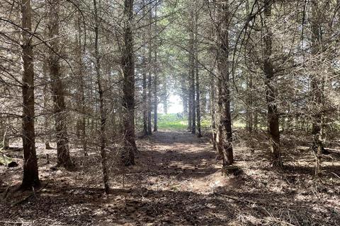 Woodland for sale, Longhorsley, Northumberland NE65