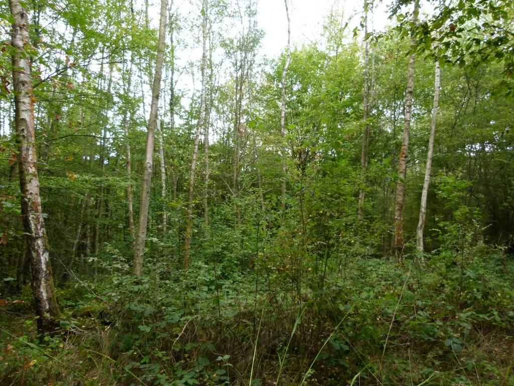 The Aviary & Old Coppice Wood, Maidstone , Kent ME14 - View 3