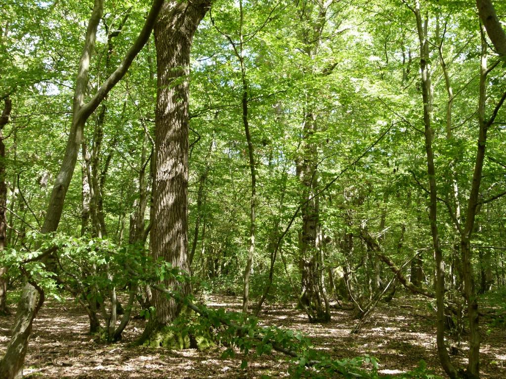 The Aviary & Old Coppice Wood, Maidstone , Kent ME14 - View 4