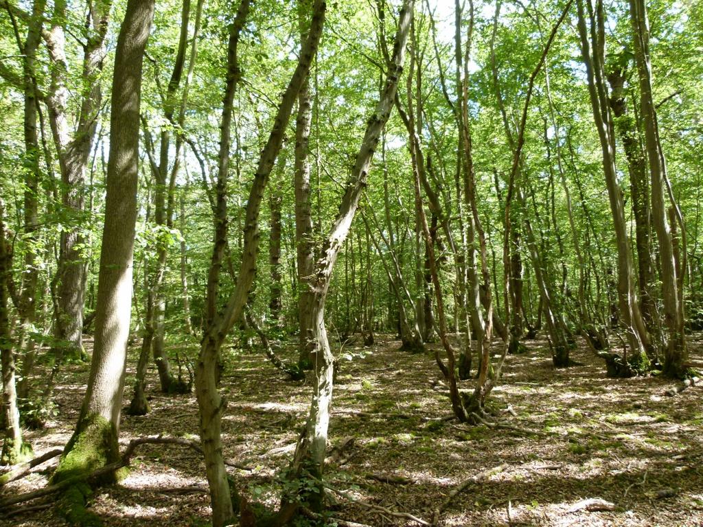 The Aviary & Old Coppice Wood, Maidstone , Kent ME14 - View 5