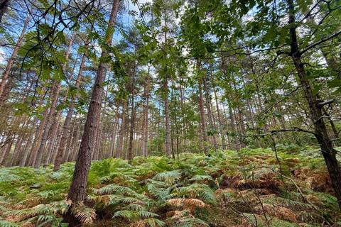 undefined, Broadview Wood and Broadstring Wood, Lodge Lane, Tunbridge Wells, Kent