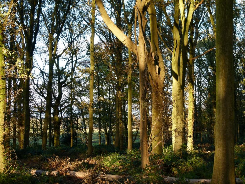 Gosfield, Braintree CO9