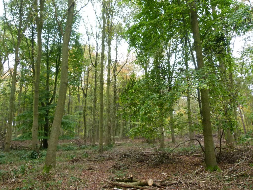 Gosfield, Braintree CO9 - View 2