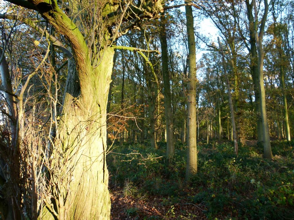 Gosfield, Braintree CO9 - View 3
