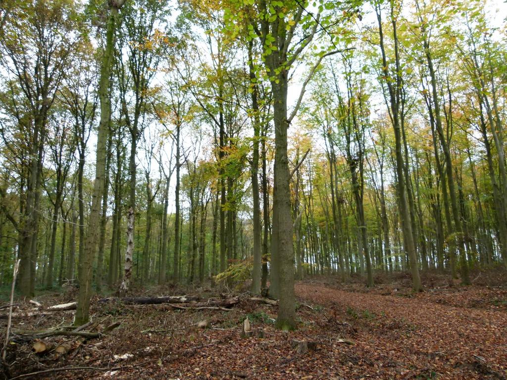 Gosfield, Braintree CO9 - View 4