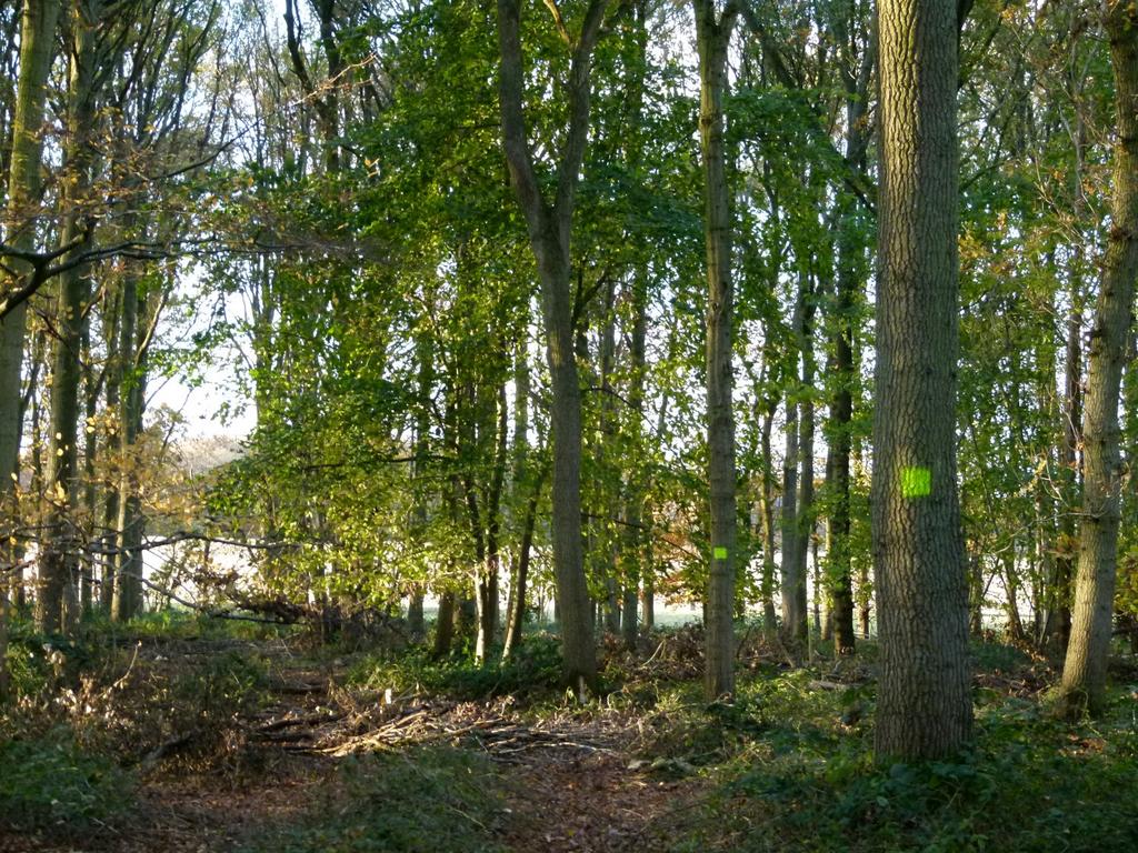 Gosfield, Braintree CO9 - View 5