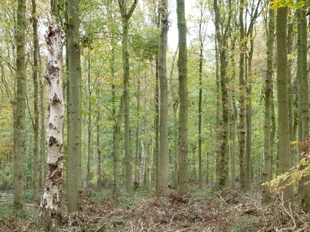 Gosfield, Braintree CO9 - More