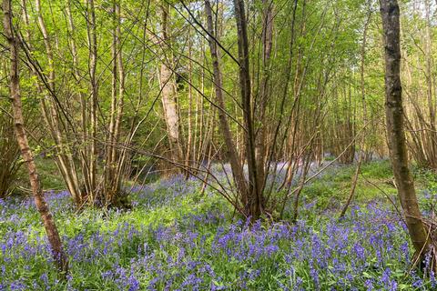 Woodland for sale, (Three and a half acres), Lamberhurst, near Tunbridge Wells, Kent TN3