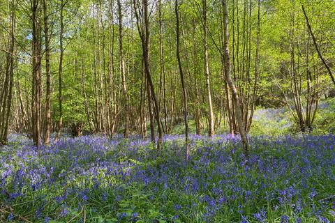 Woodland for sale, (Three and a half acres), Lamberhurst, near Tunbridge Wells, Kent TN3