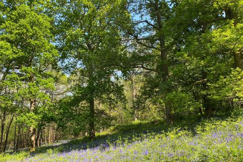 Woodland for sale, (Three and a half acres), Lamberhurst, near Tunbridge Wells, Kent TN3