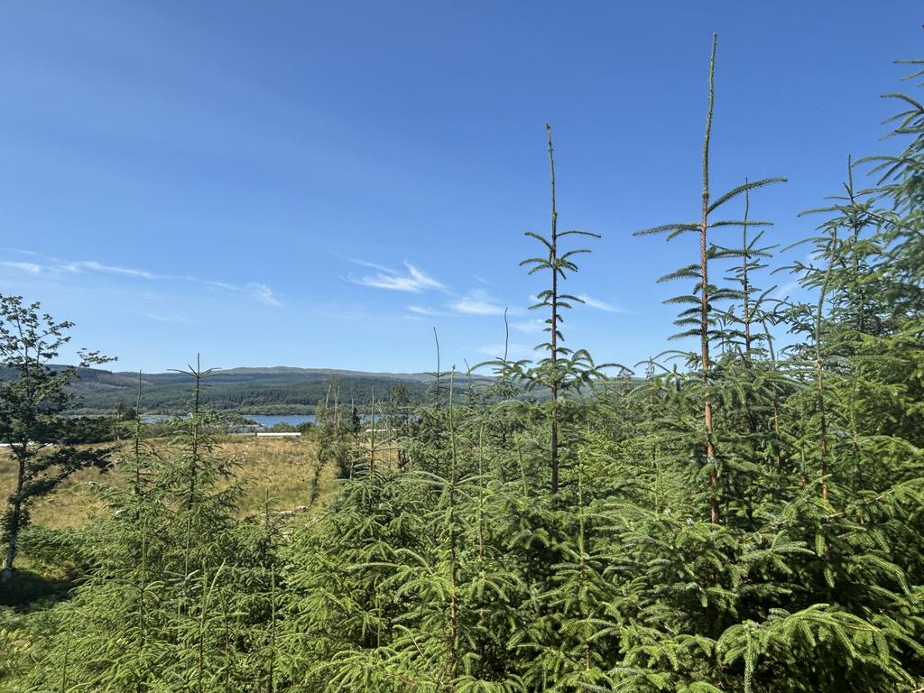 Lot 1 - Kennacraig Wood, Near Tarbert, Argyll PA29 - View 5