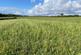 Liskeard photo 3