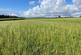 Liskeard photo 4