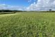 Liskeard photo 5