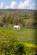 Allt Goch Lane, Mold CH7 photo 4