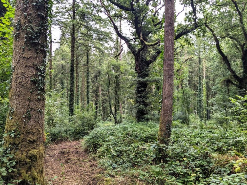(Nearly Three acres), Lewannick, Near Launceston, Cornwall PL15 - View 2