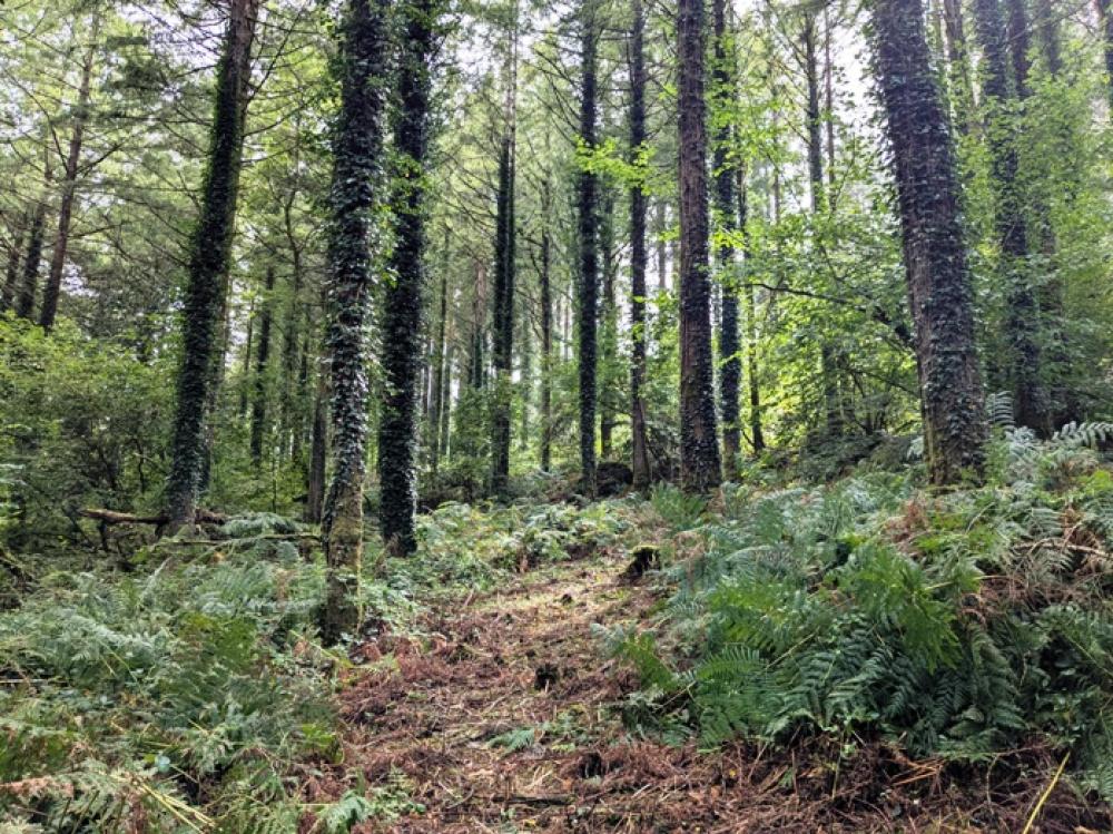 (Nearly Three acres), Lewannick, Near Launceston, Cornwall PL15 - View 3
