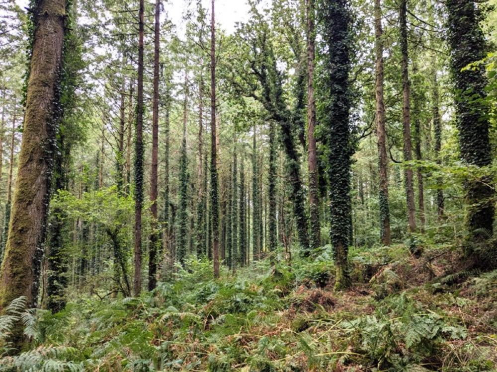 (Nearly Three acres), Lewannick, Near Launceston, Cornwall PL15 - View 4