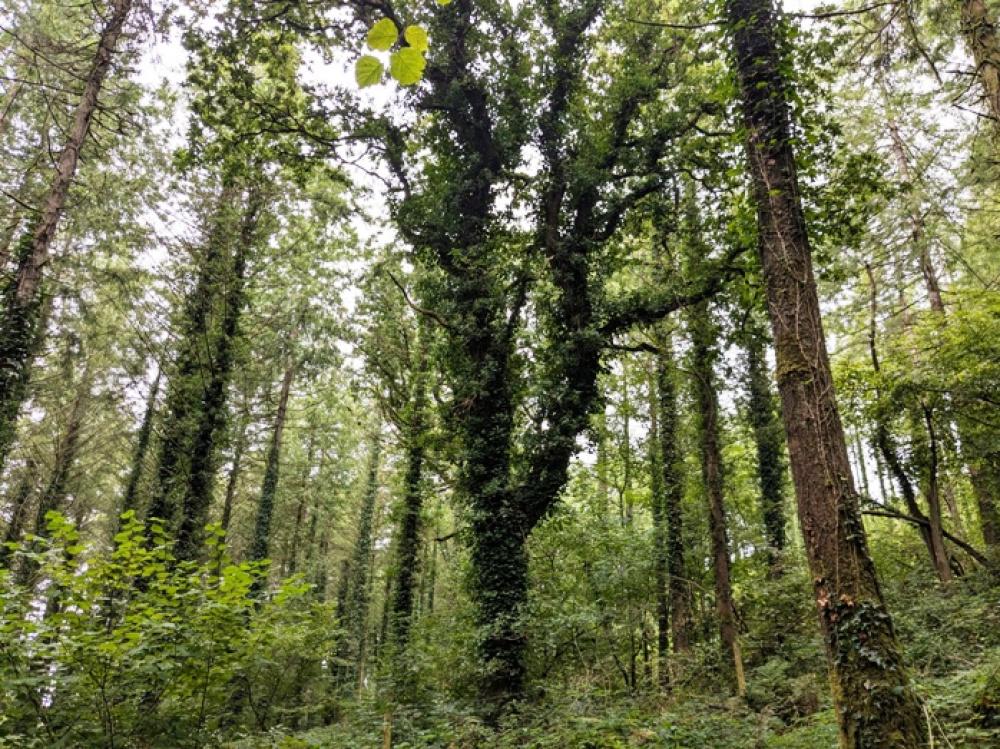 (Nearly Three acres), Lewannick, Near Launceston, Cornwall PL15 - More