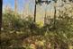 LITTLE BOOKHAM COMMON, LITTLE BOOKHAM, KT23