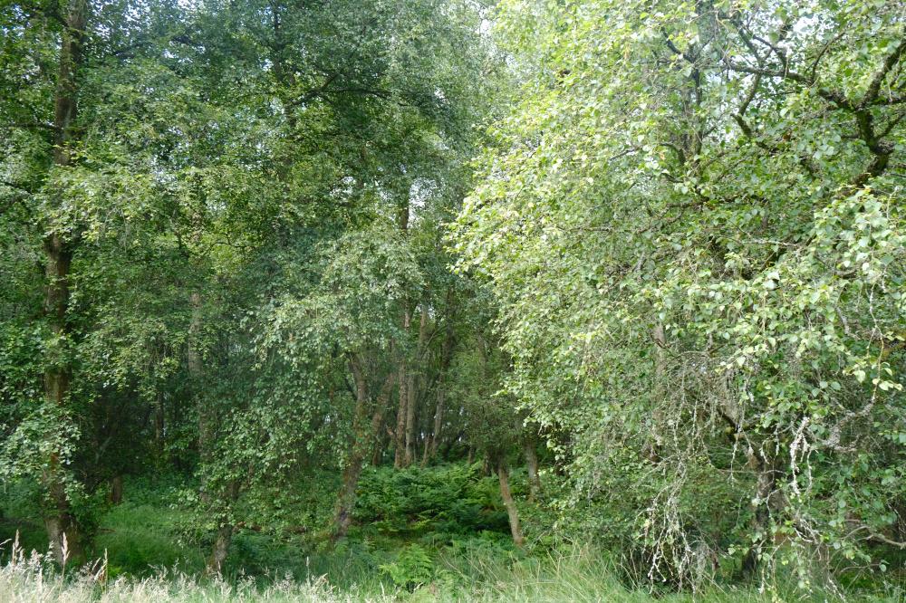 (About Four and a half acres), Standburn, Avonbridge, Falkirk FK1 - View 5