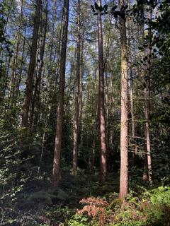 Woodland for sale, (About Two and Two Third acres), Walton, Near Chesterfield, Derbyshire  S42