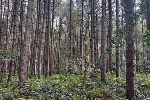 Woodland for sale, (About Two and Two Third acres), Walton, Near Chesterfield, Derbyshire  S42
