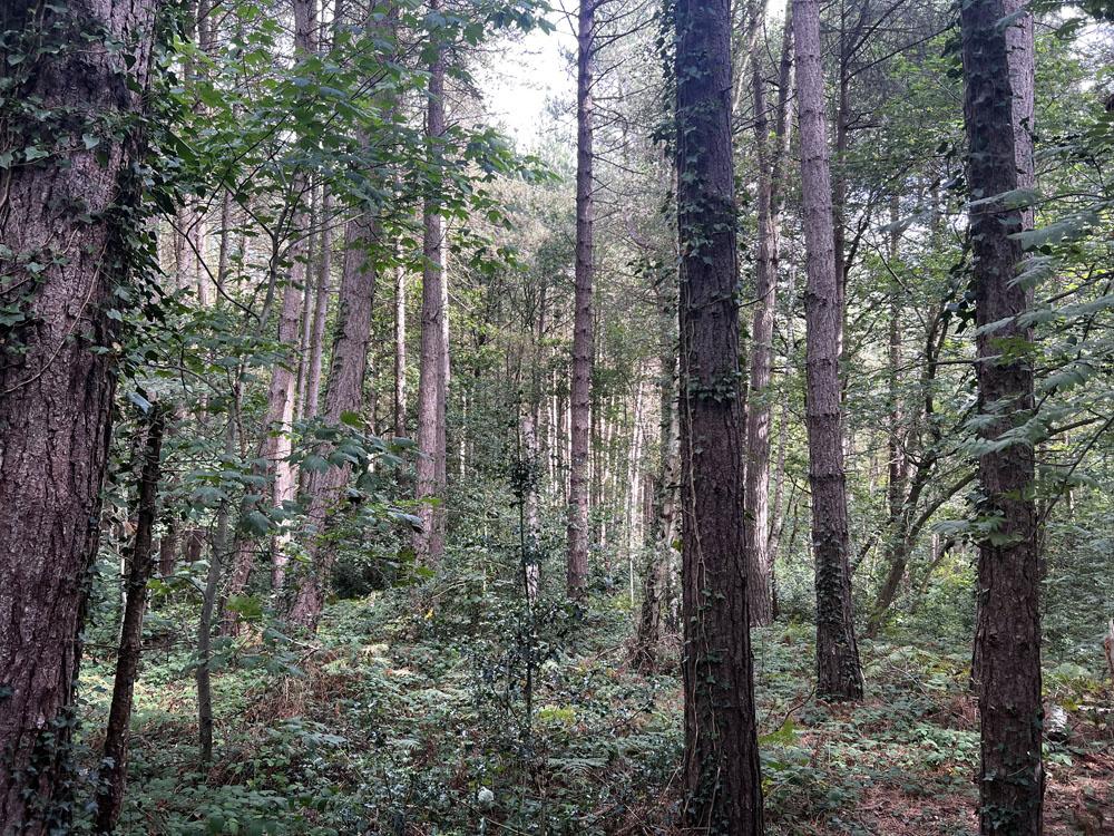 (About Two and Two Third acres), Walton, Near Chesterfield, Derbyshire S42 - View 3