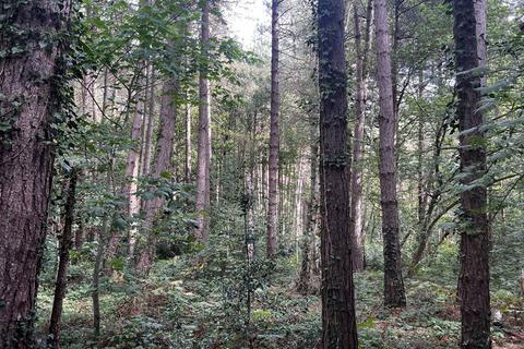 Woodland for sale, (About Two and Two Third acres), Walton, Near Chesterfield, Derbyshire  S42
