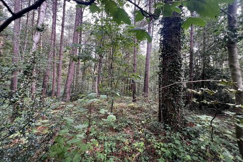Woodland for sale, (About Two and Two Third acres), Walton, Near Chesterfield, Derbyshire  S42