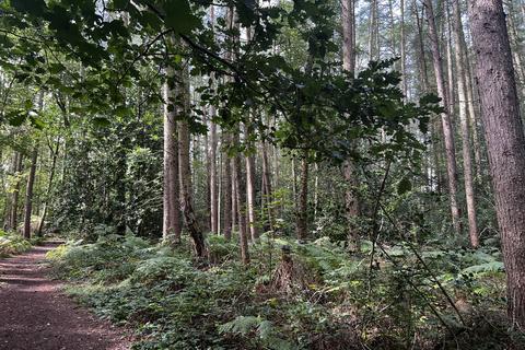 Woodland for sale, (About Two and Two Third acres), Walton, Near Chesterfield, Derbyshire  S42