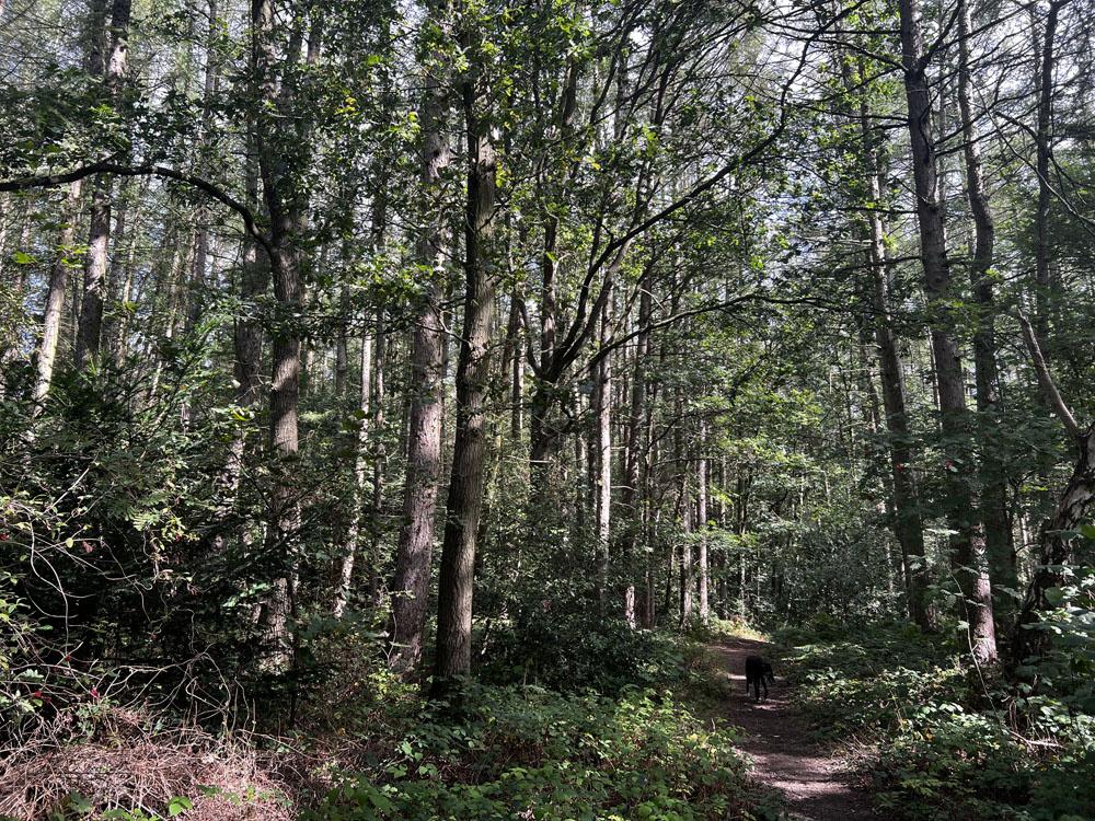 (About Two and Two Third acres), Walton, Near Chesterfield, Derbyshire S42 - More