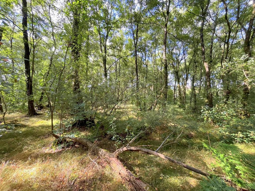 Llwyn Lane, Rhayader - More