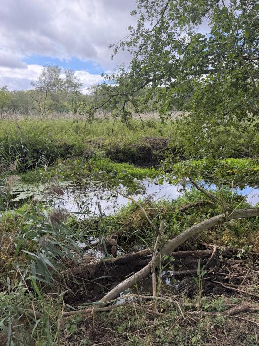 (Nearly Six acres), Riddlesworth, Thetford, Norfolk IP22 - View 2